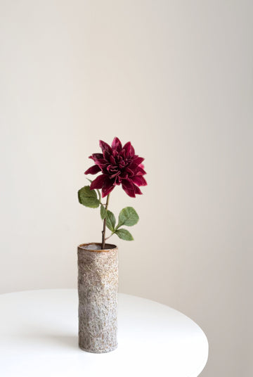 Chrysanthemum Stem