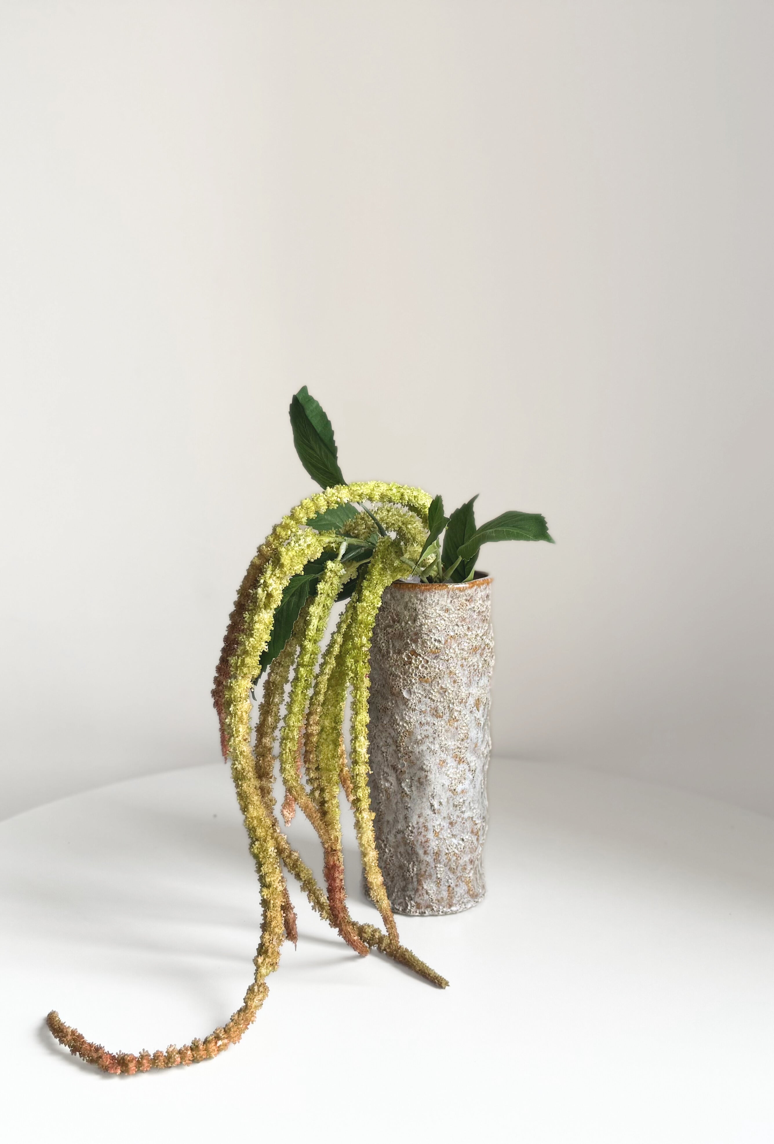 Amaranthus - Autumn Green