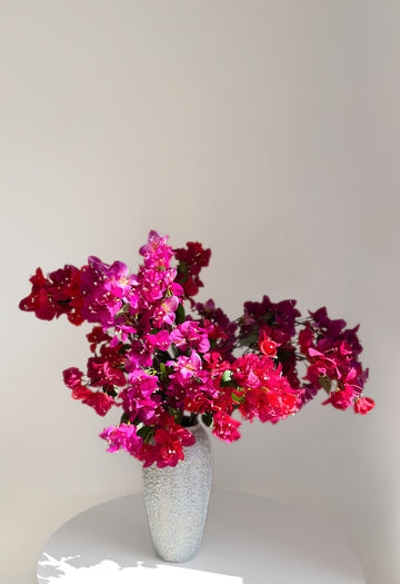 Mediterranean Bougainvillea