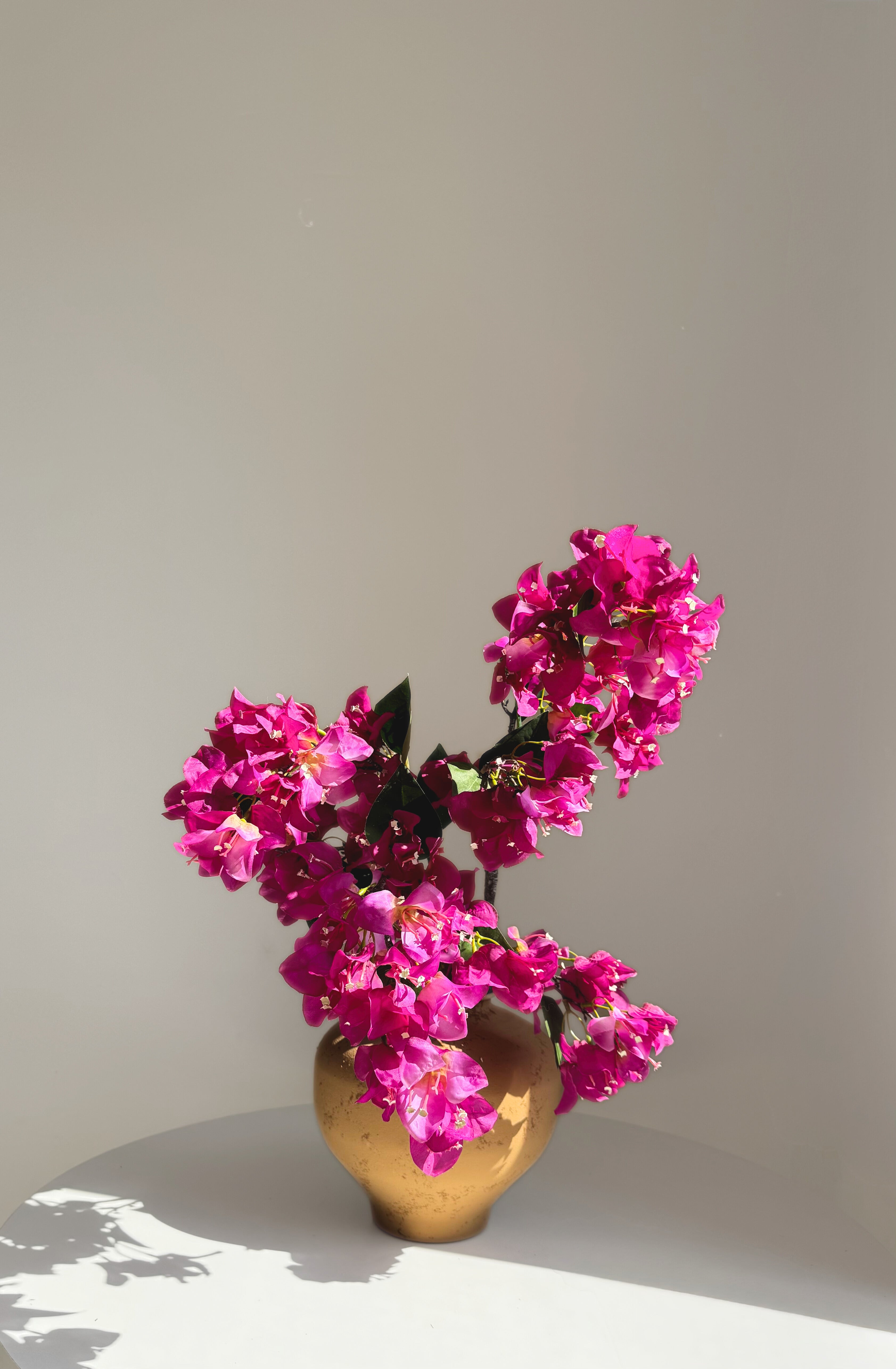 Mediterranean Bougainvillea - Purple