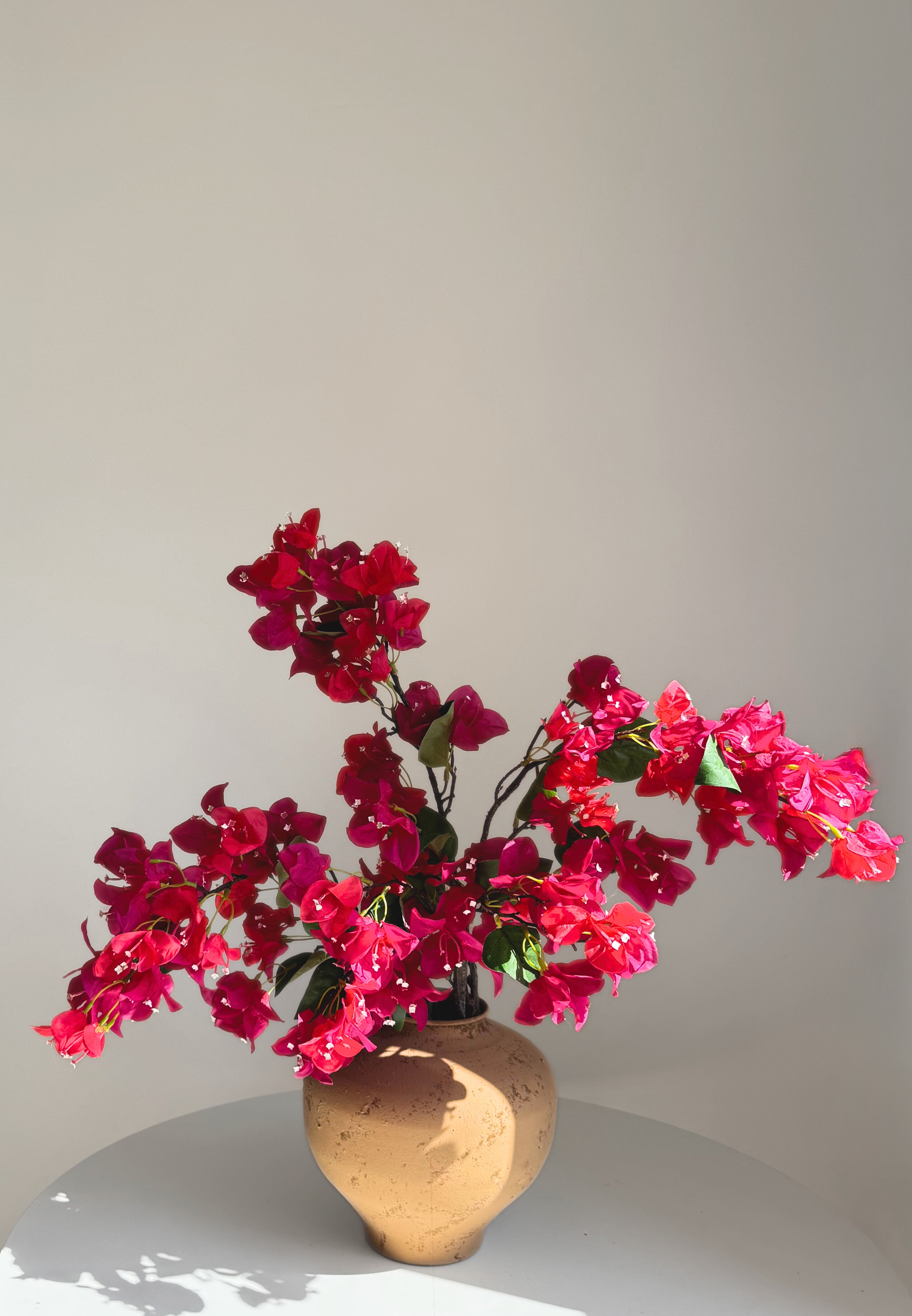 Mediterranean Bougainvillea - Pink