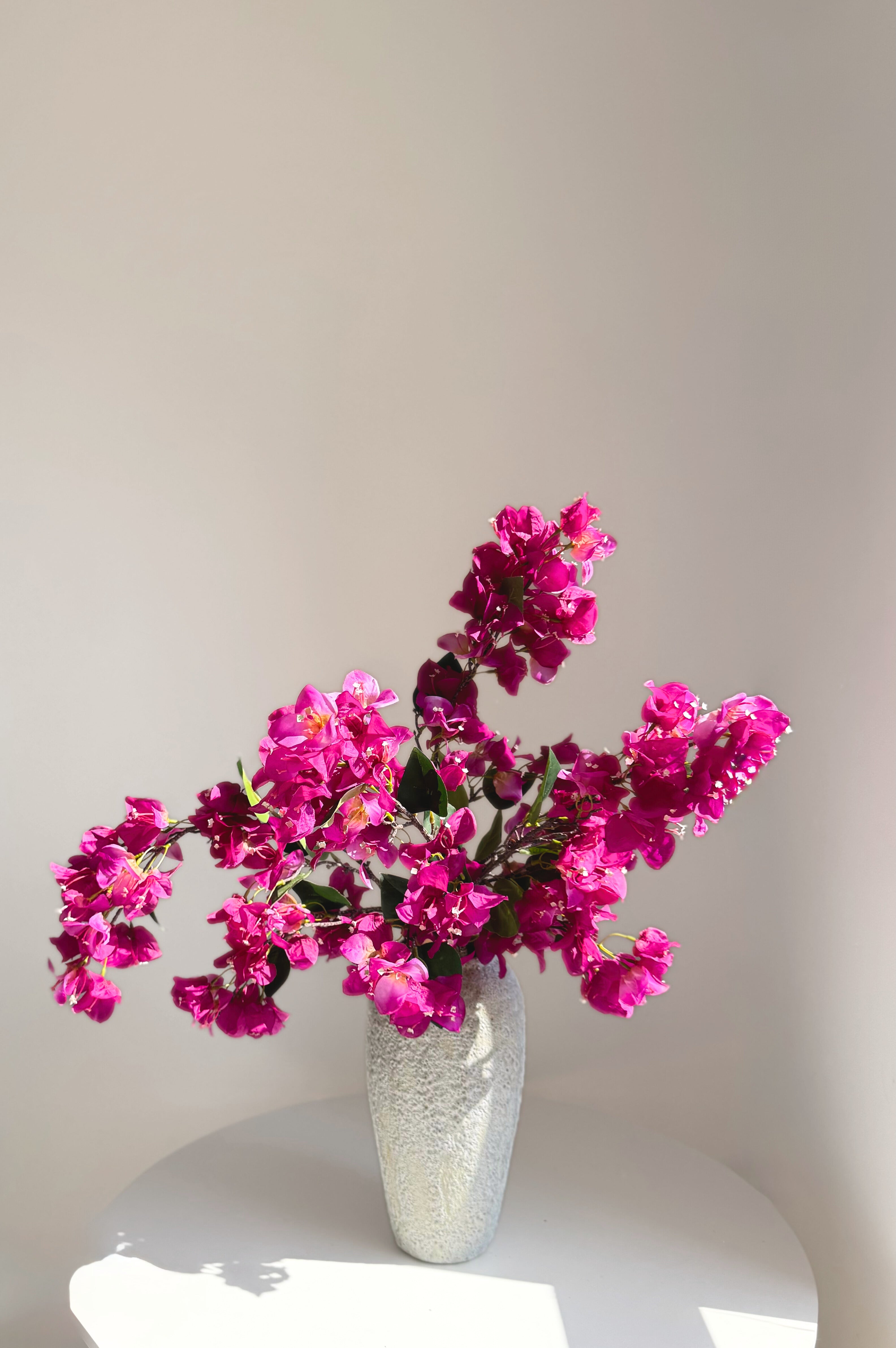 Mediterranean Bougainvillea - Purple