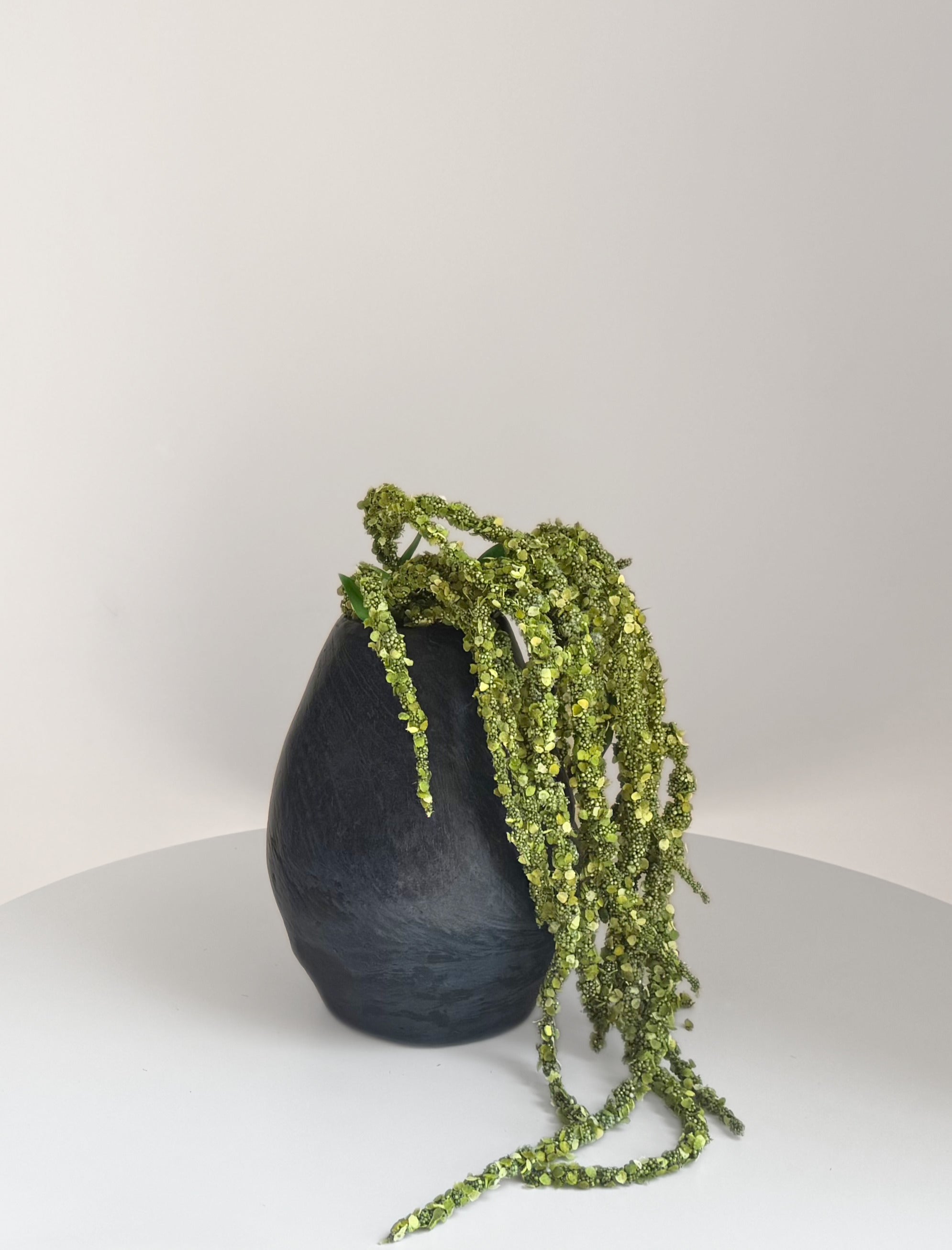 Long Foxtail Amaranth