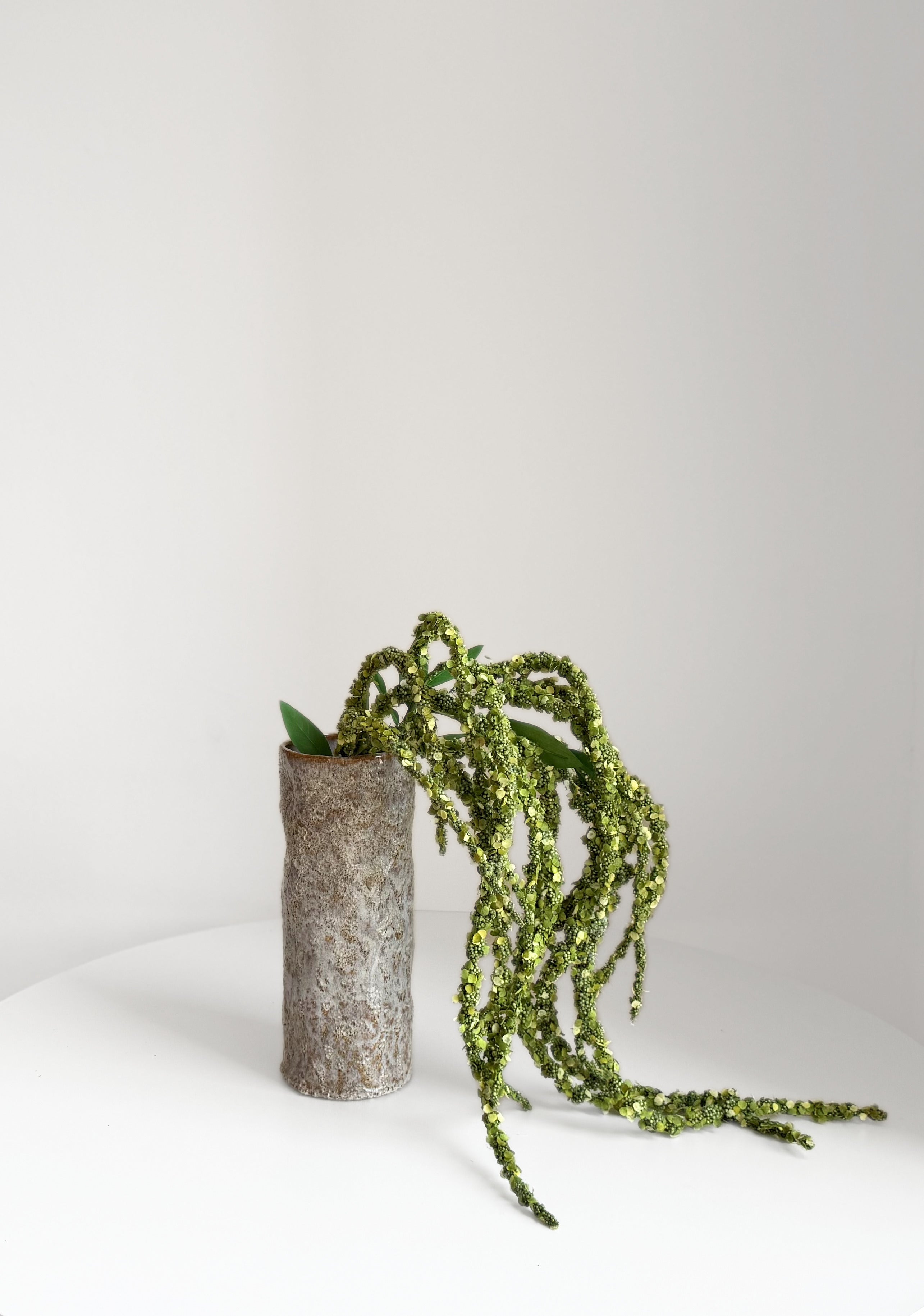 Long Foxtail Amaranth