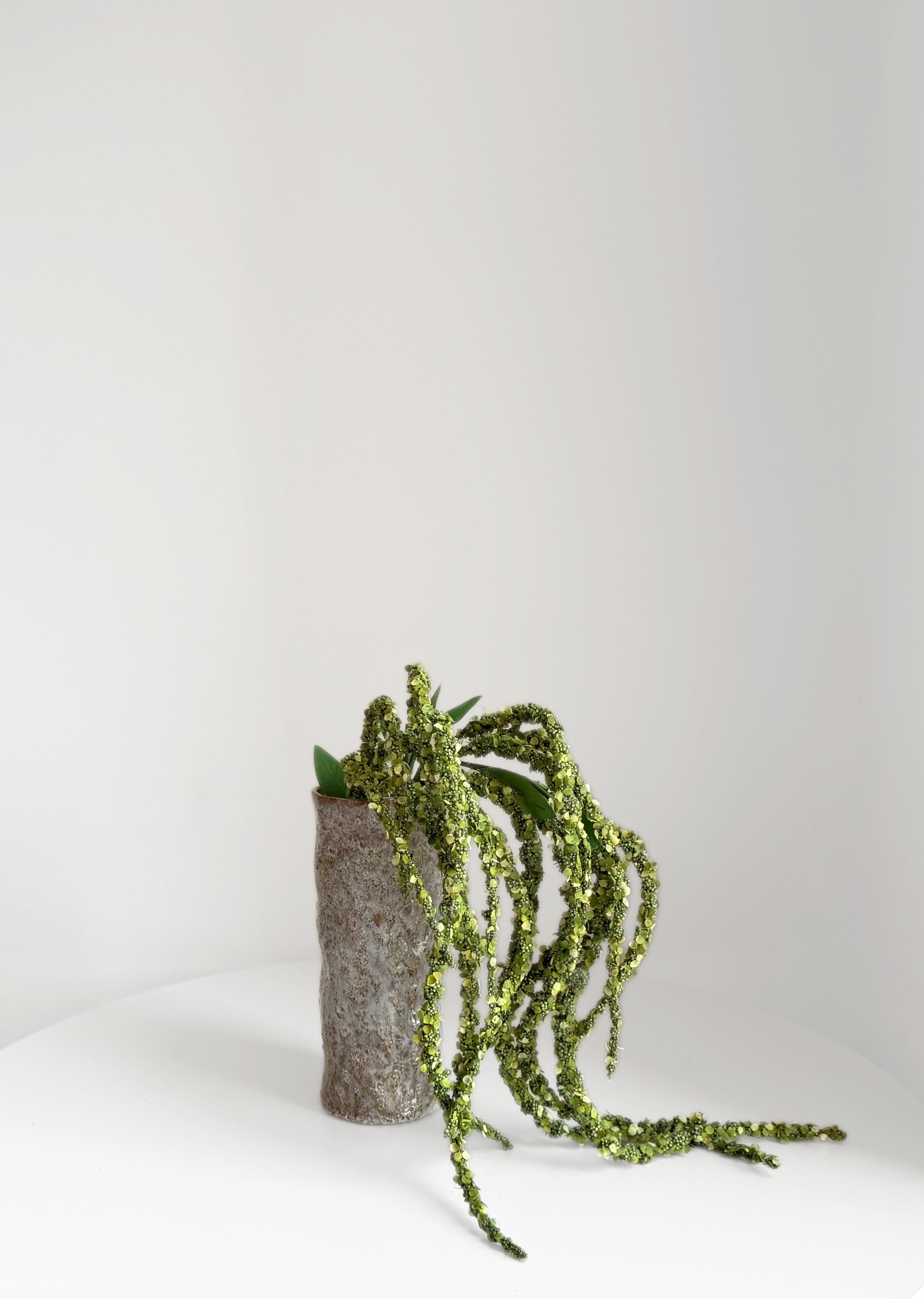 Long Foxtail Amaranth