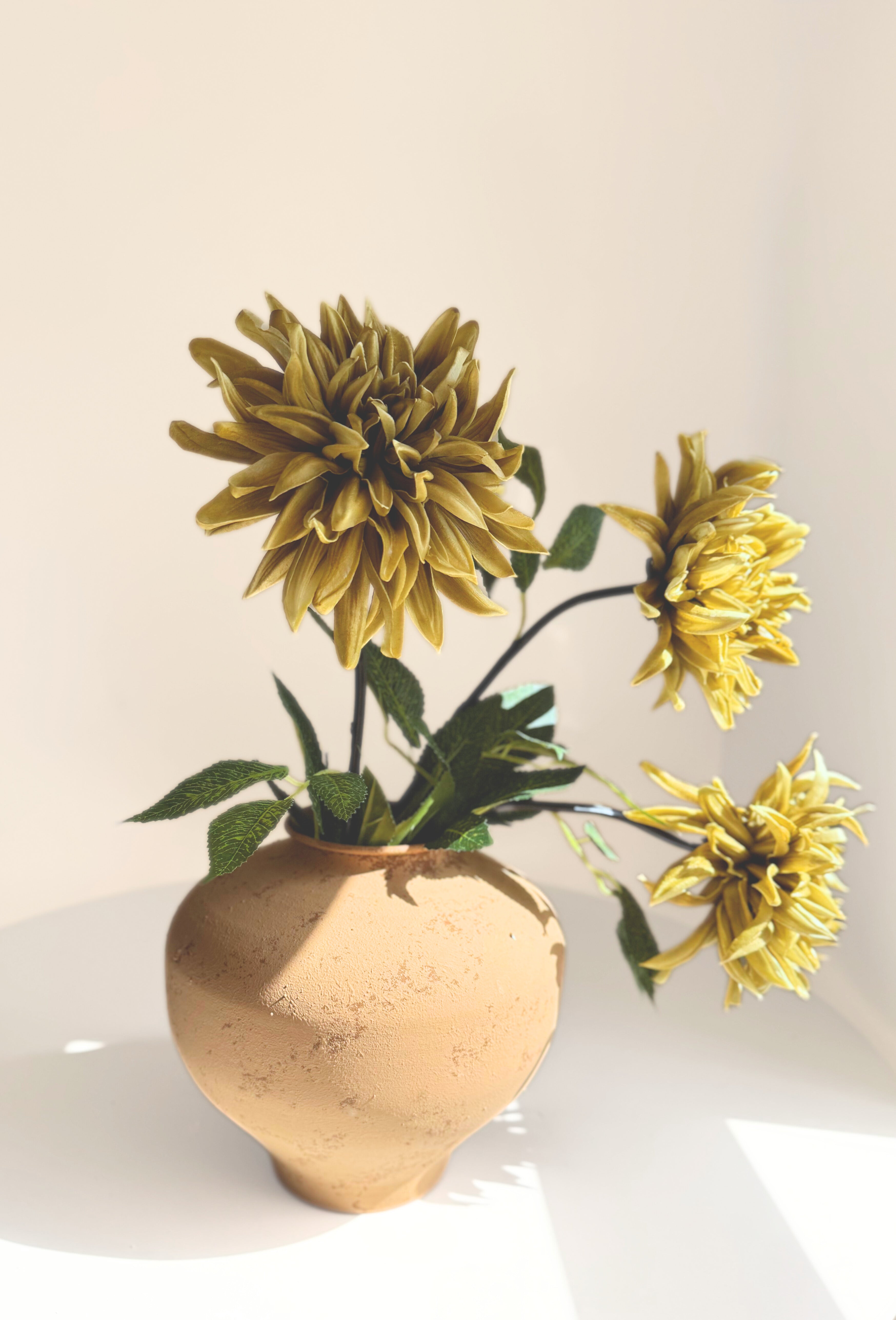 Magnificent Cactus Dahlia