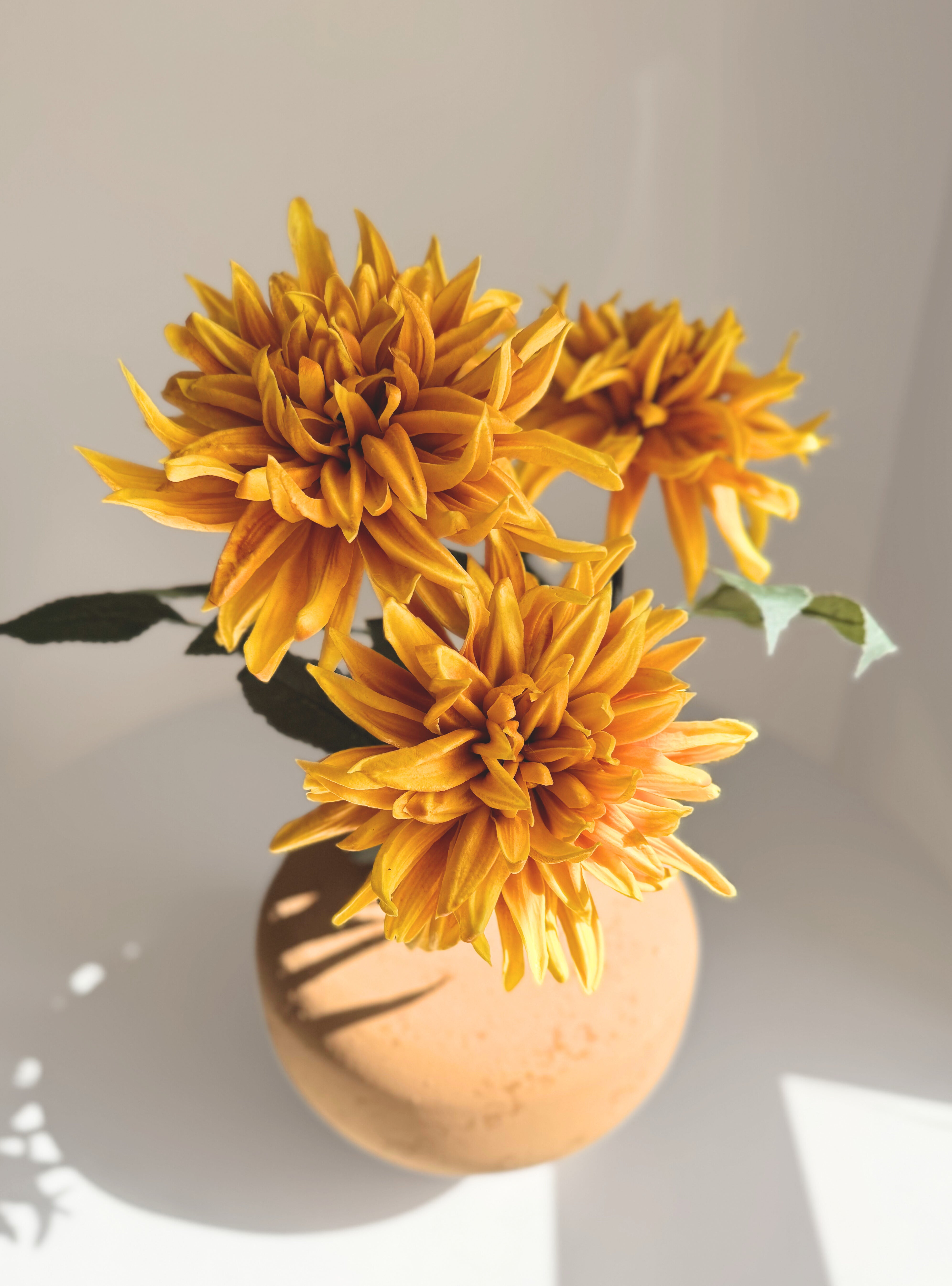 Magnificent Sun Dahlia