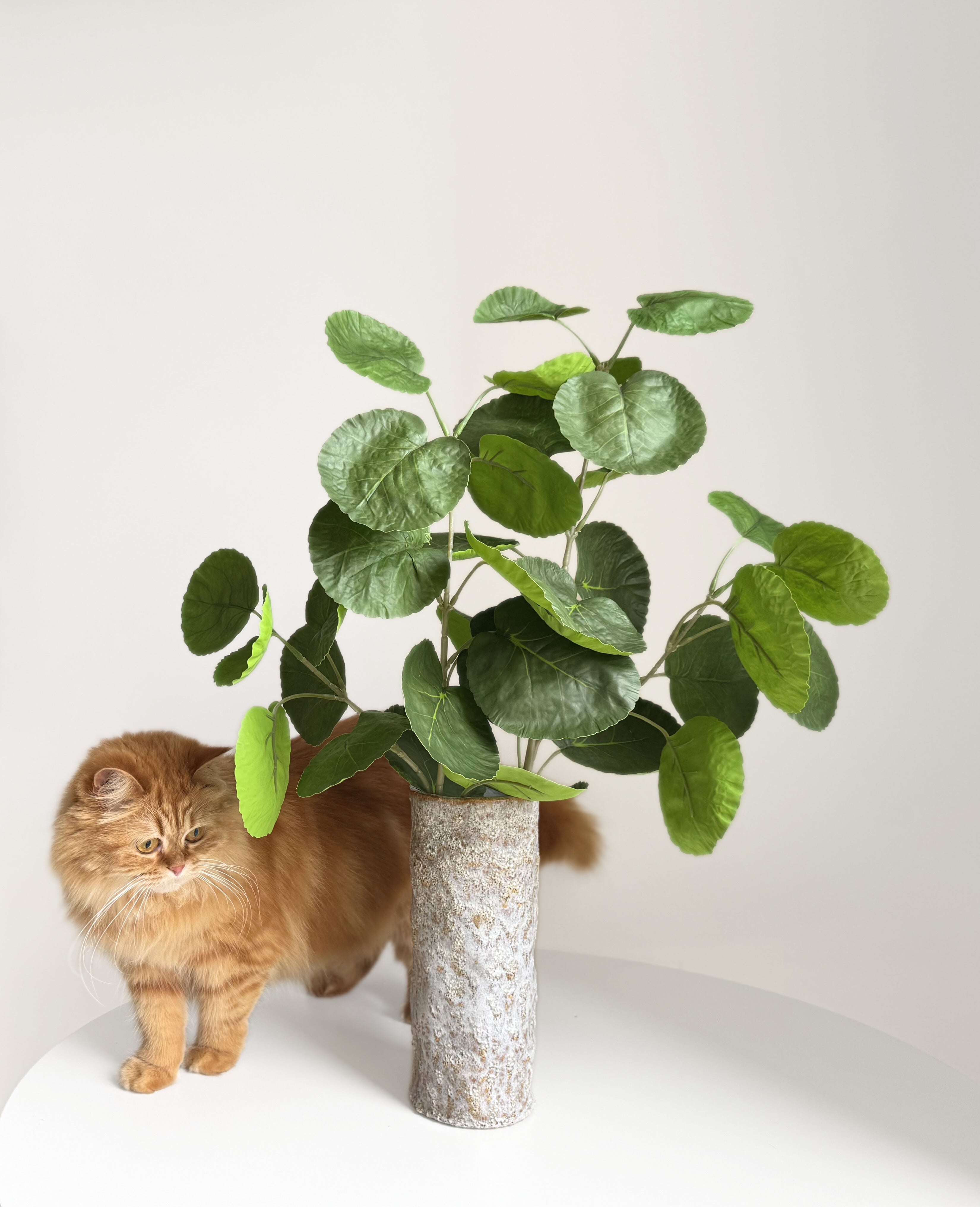 Plum Aralia Leaves - green