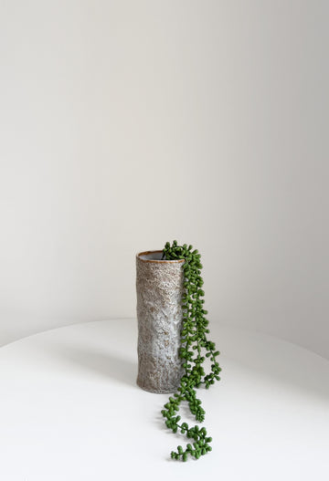 String of Pearls Hanging Succulent