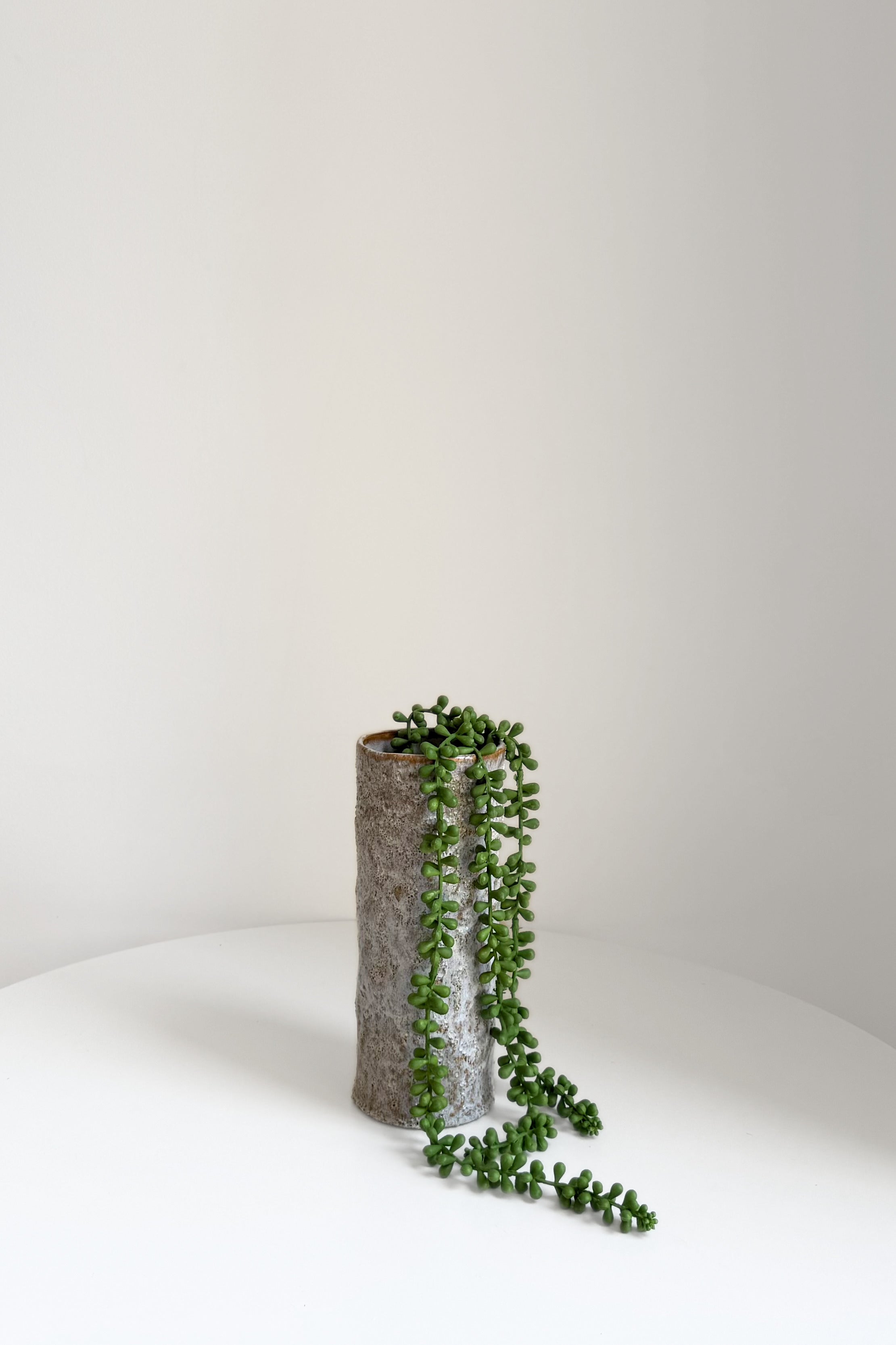 String of Pearls Hanging Succulent